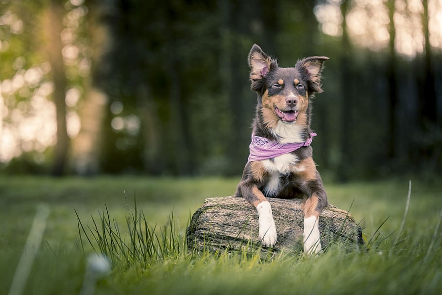 medium short-coated tricolor dog on selective focus photo, forest HD wallpaper