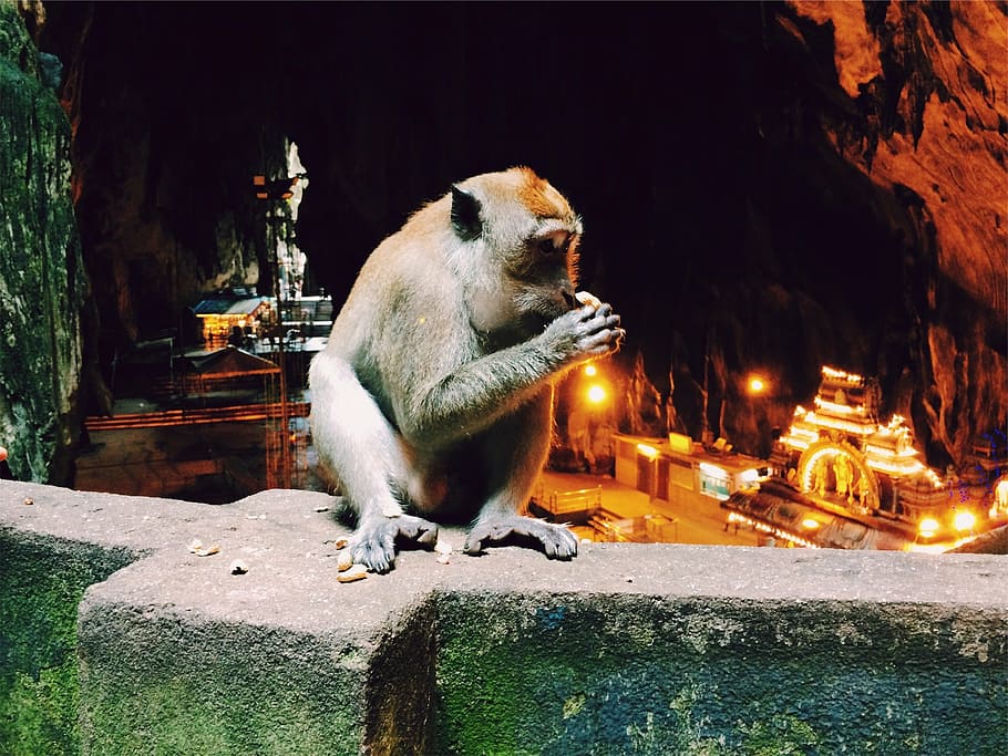 monkey, animal, ape, sitting, primate, mammal, one animal, animal wildlife HD wallpaper