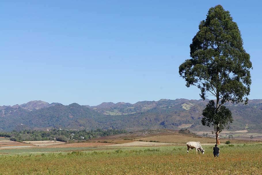 Landscape, Wallpaper, Background, Tree, nature, rural Scene HD wallpaper