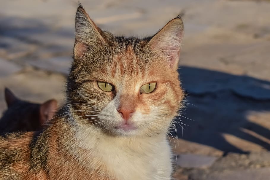 cat, stray, animal, face, eyes, street, portrait, outdoor, kitten HD wallpaper