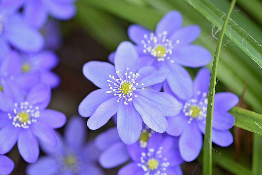 hepatica, flower, flowers, blue, blue flower, early bloomer HD wallpaper