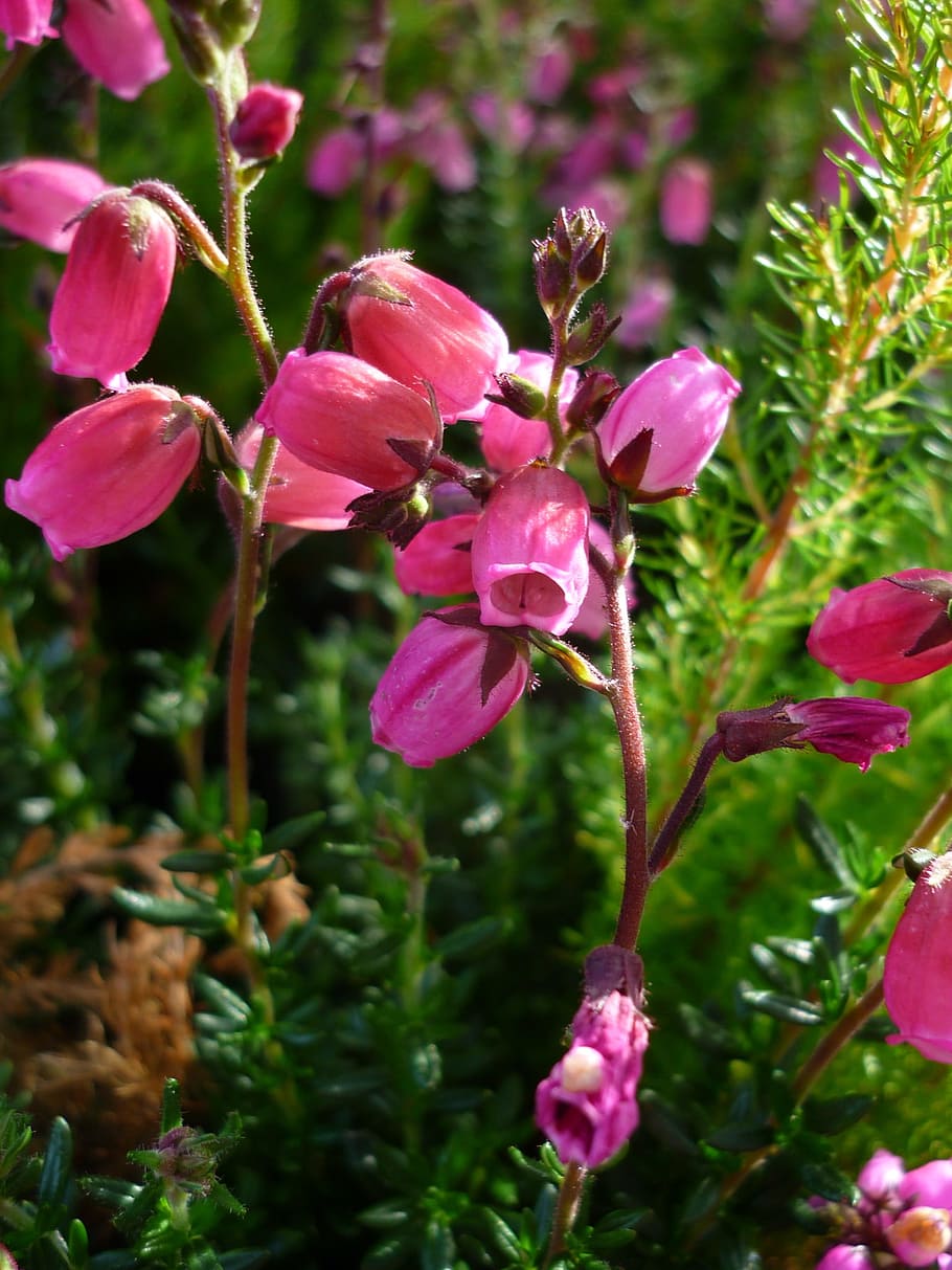 flower, erika, tiny, red, flowers, popular, as a blossoming HD wallpaper