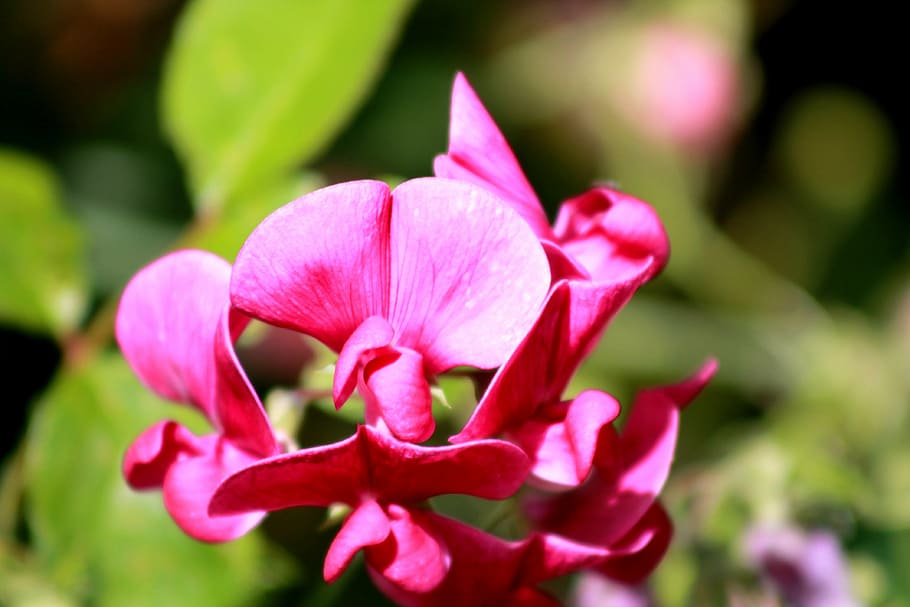 flowers, shrubs, green, plant, large flowers, nature, bush HD wallpaper