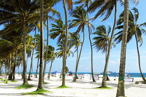 coconut trees in seashore, palms, palm tree, sunny, beach, tropical HD wallpaper