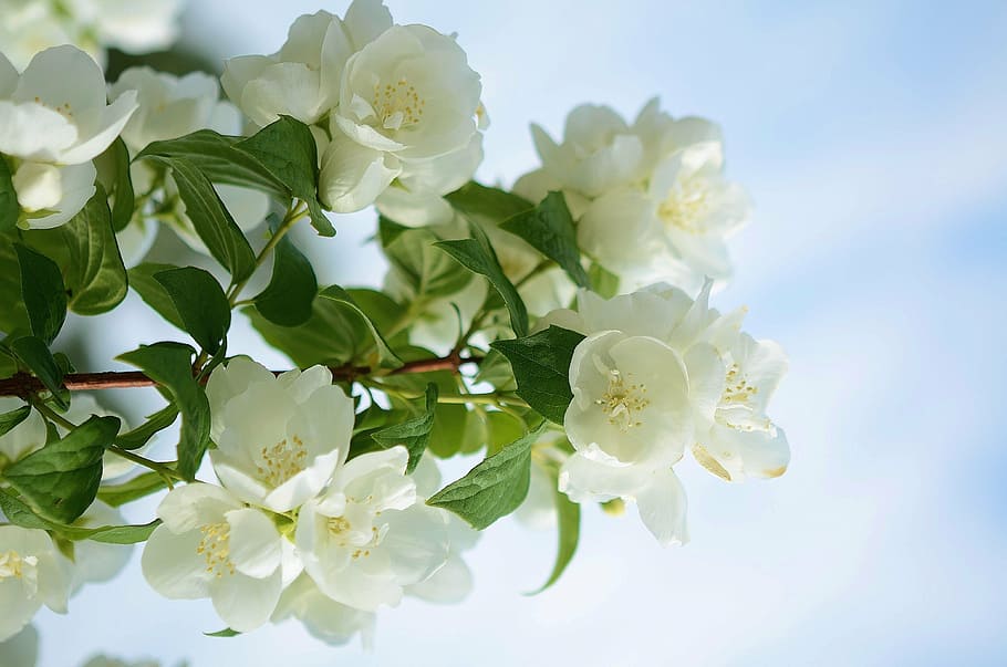 shallow focus photography of white flowers, cherry, blossom HD wallpaper