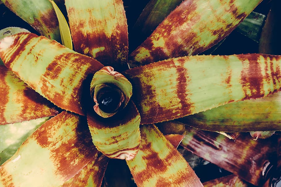 nature, plant, leaves, rustic, botanical, environment, growth HD wallpaper