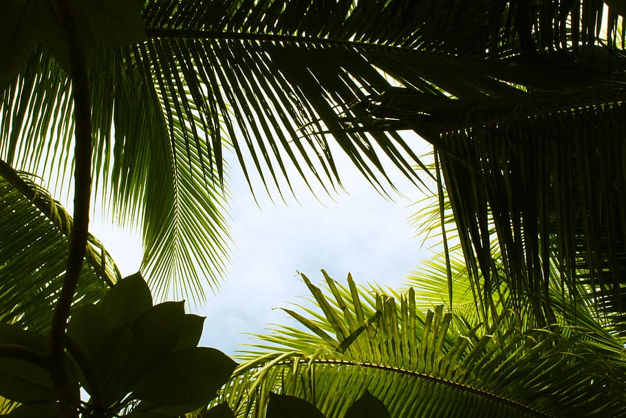 1K+ Tropical Leaves Pictures | Download Free Images on Unsplash
