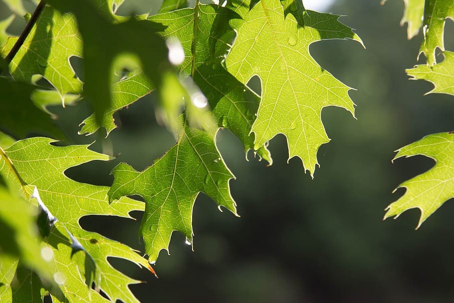 outside, tree, nature, green, leaves, leaf, plant part, growth HD wallpaper