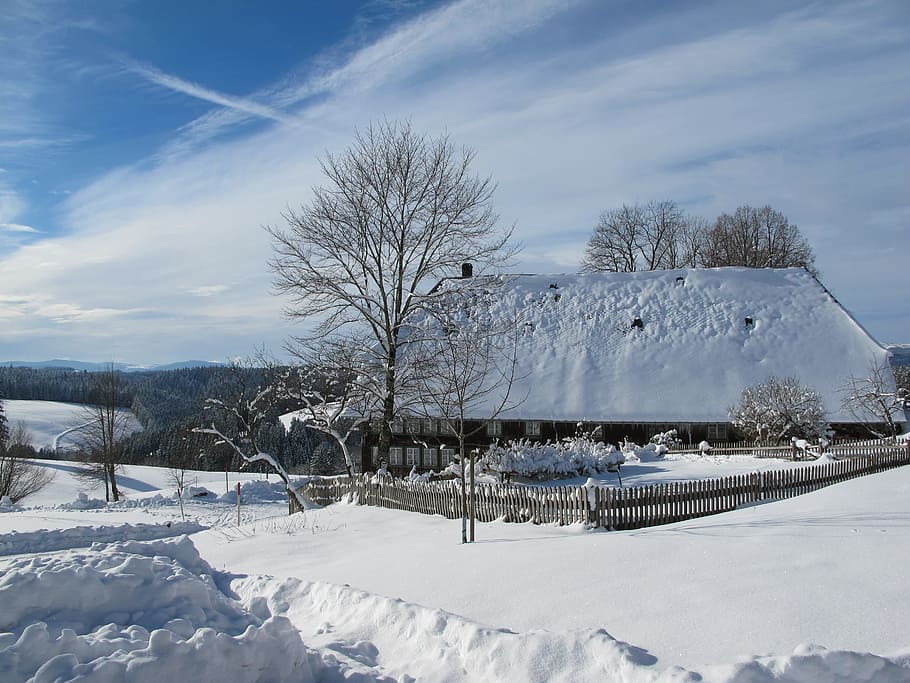 wintry, in the, black forest, cold, snow, landscape, winter HD wallpaper