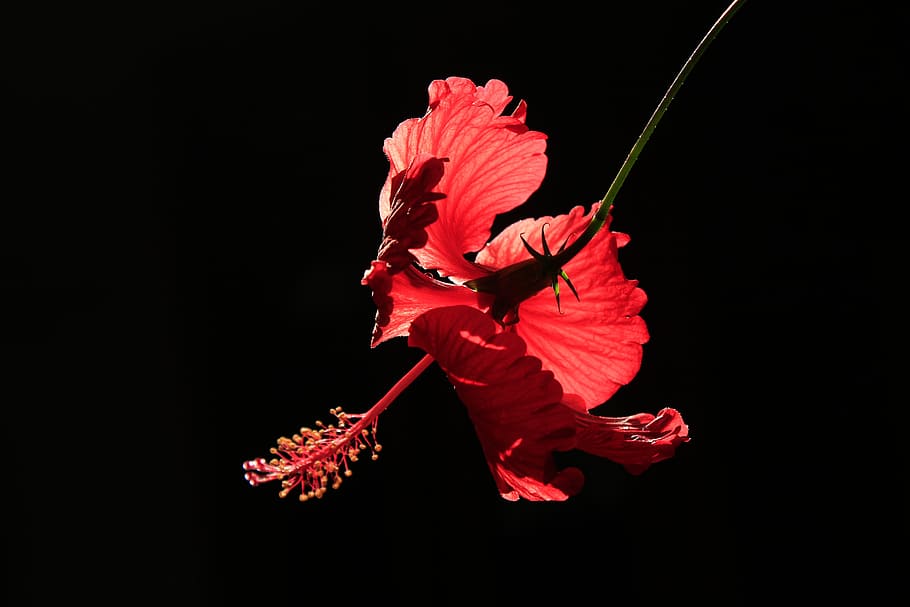 flower, red, backlight, nature, floral, plant, garden, natural HD wallpaper