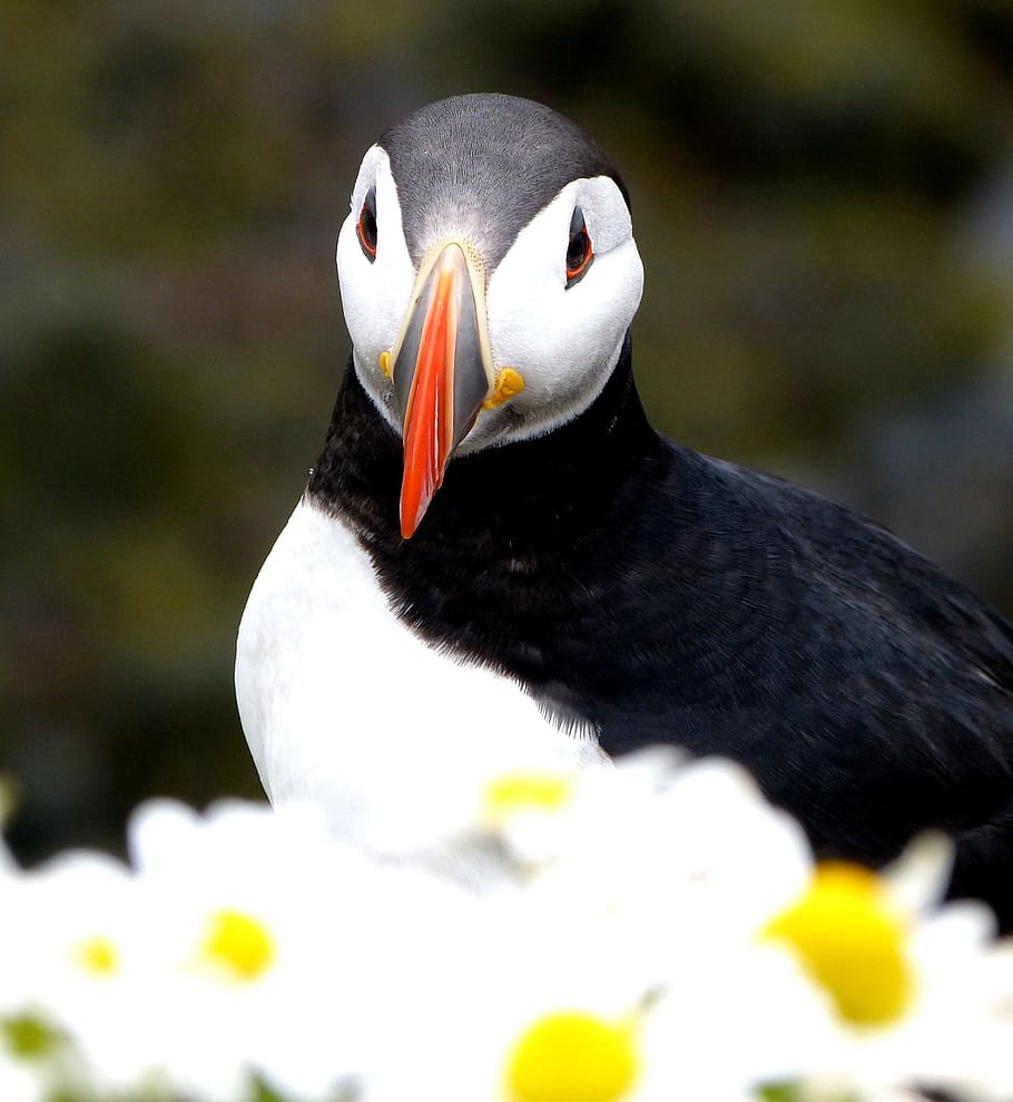 puffin, bird, flowers beak, animal wildlife, animals in the wild HD wallpaper