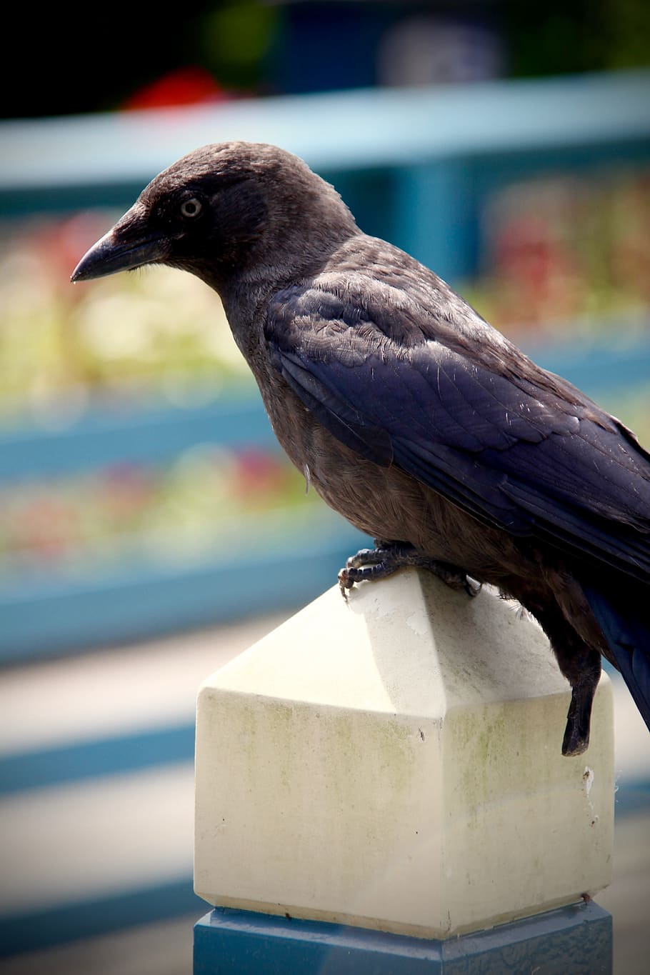 crow, bird, black, feather, animal, nature, wildlife, vertebrate HD wallpaper