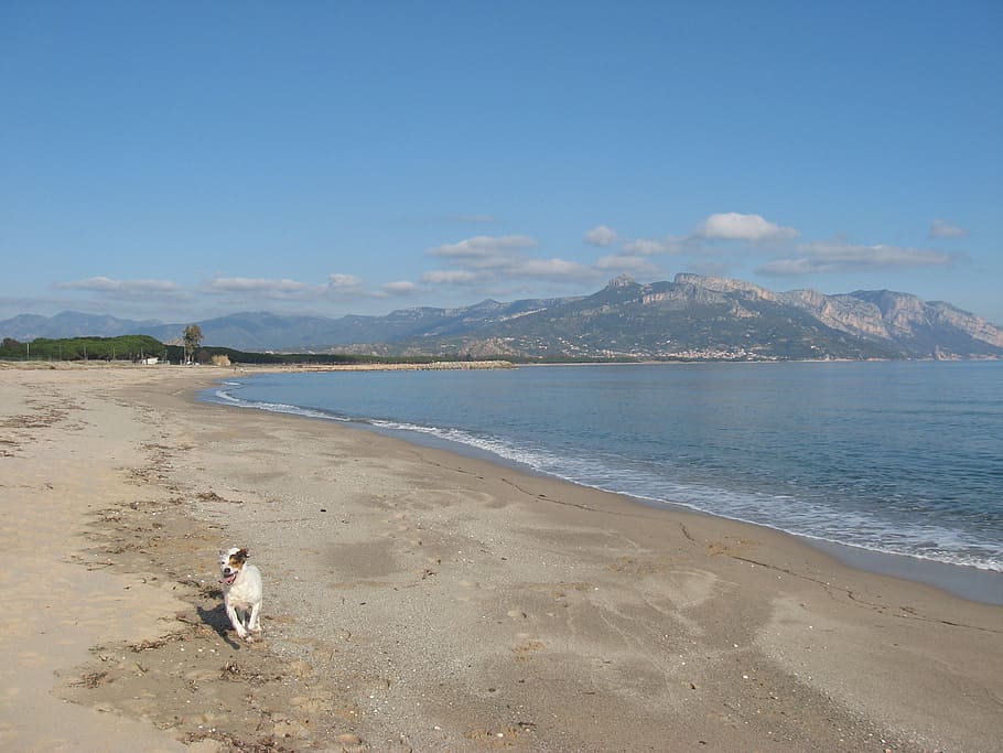 sardinia, sea, beach, land, water, one animal, mammal, dog HD wallpaper