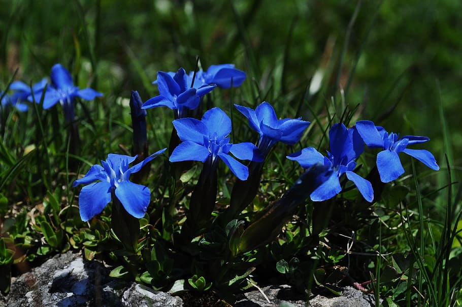 Gentian, Close, Flower, blue, blue gentian, alpine flower, blue flower, HD wallpaper
