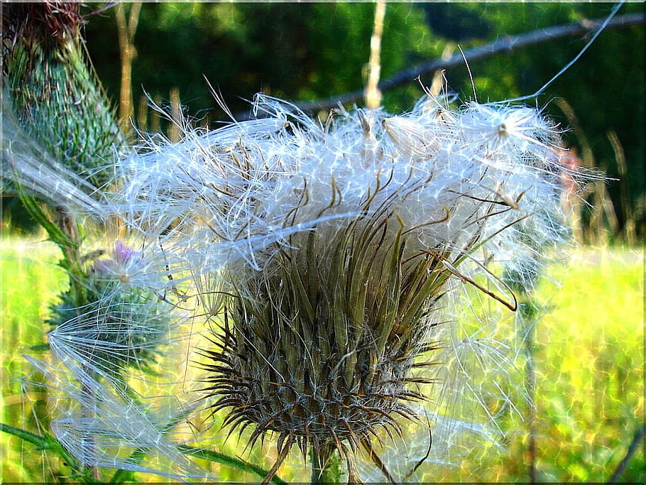 thistle, close, prickly, summer, nature, meadow, plant, close-up HD wallpaper