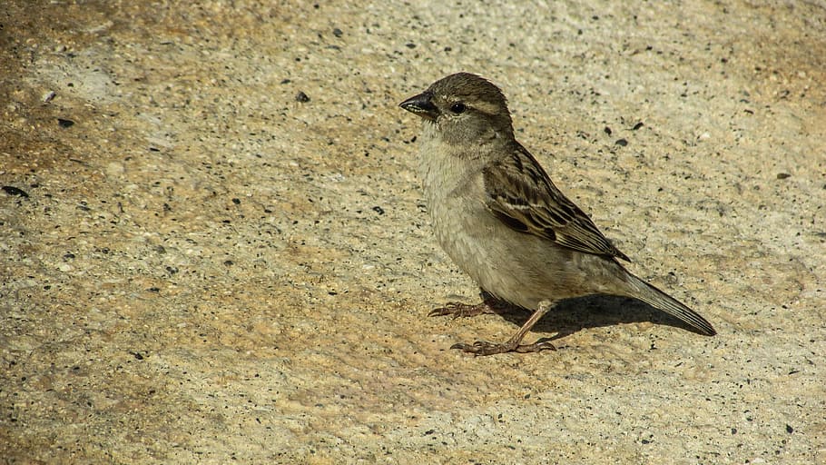 Sparrow, Cute, Small, Bird, young, animal, one animal, animal wildlife HD wallpaper