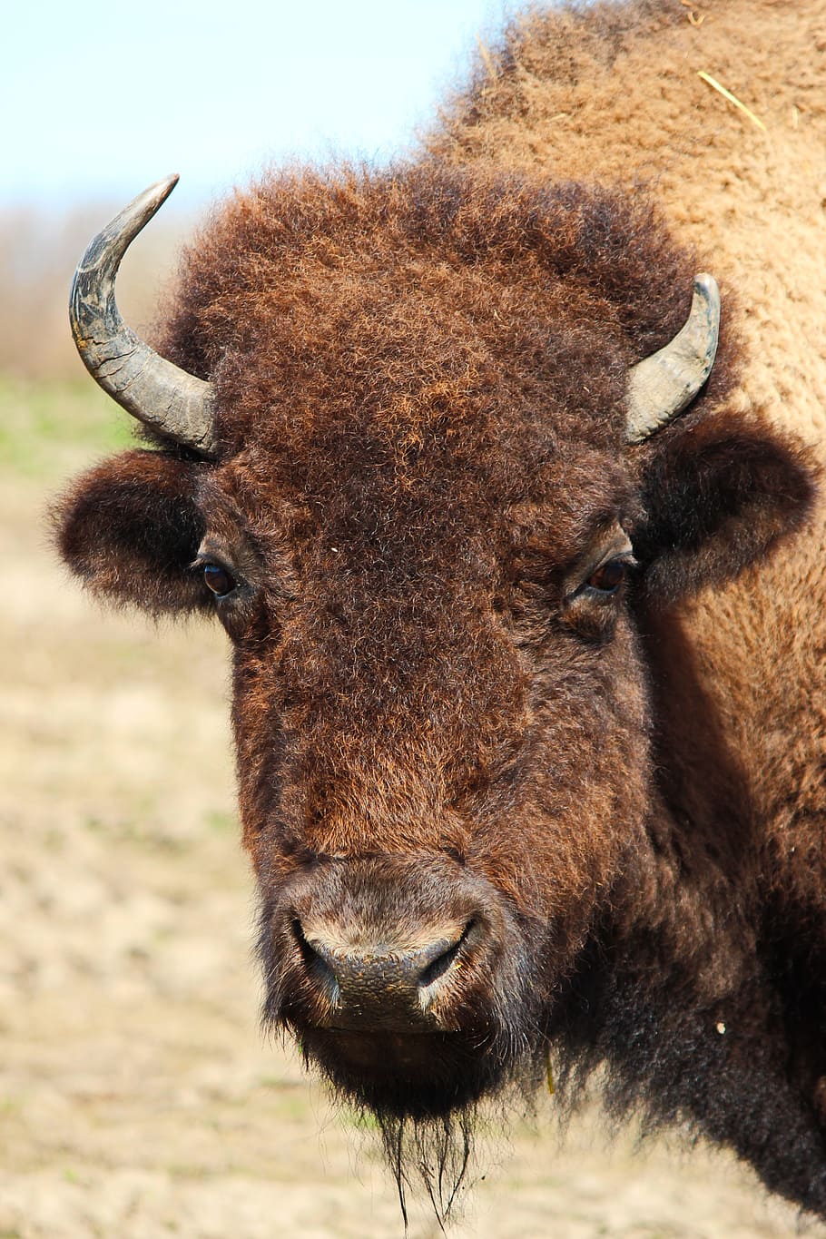 bison, animals, nature, wildlife photography, european bison, HD wallpaper