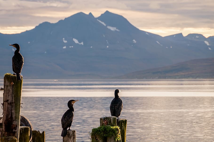 Birds looking at the sea on the sunset., birds on stones, mountain HD wallpaper