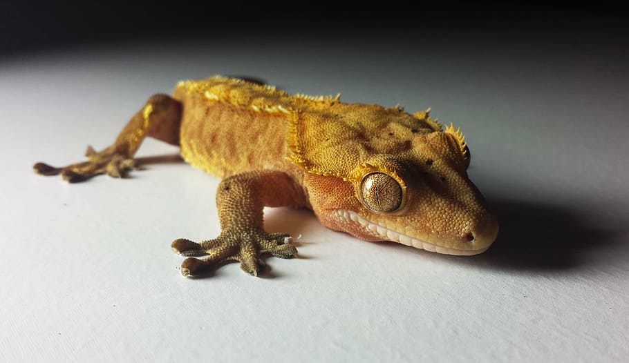 gecko, crested, ciliatus, reptile, lizard, pet, animal, rhacodactylus, HD wallpaper