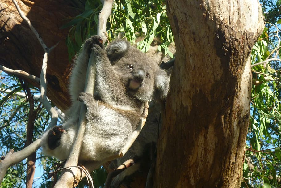 Kuala hanging on tree, koala, australia, koala bear, lazy, rest, HD wallpaper