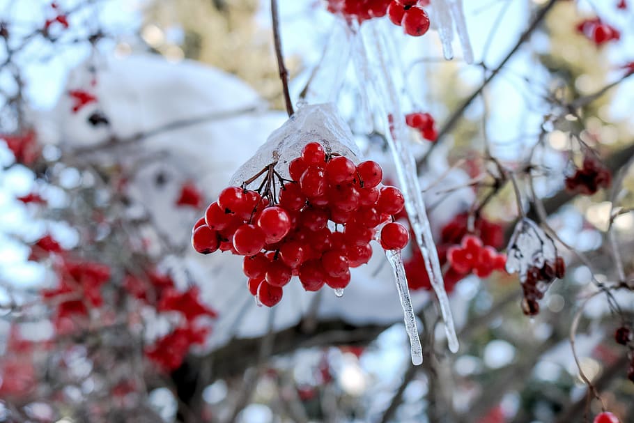 Winter, Ice, Tree, Cold, Blue, Snow, white, nature, frost, red HD wallpaper