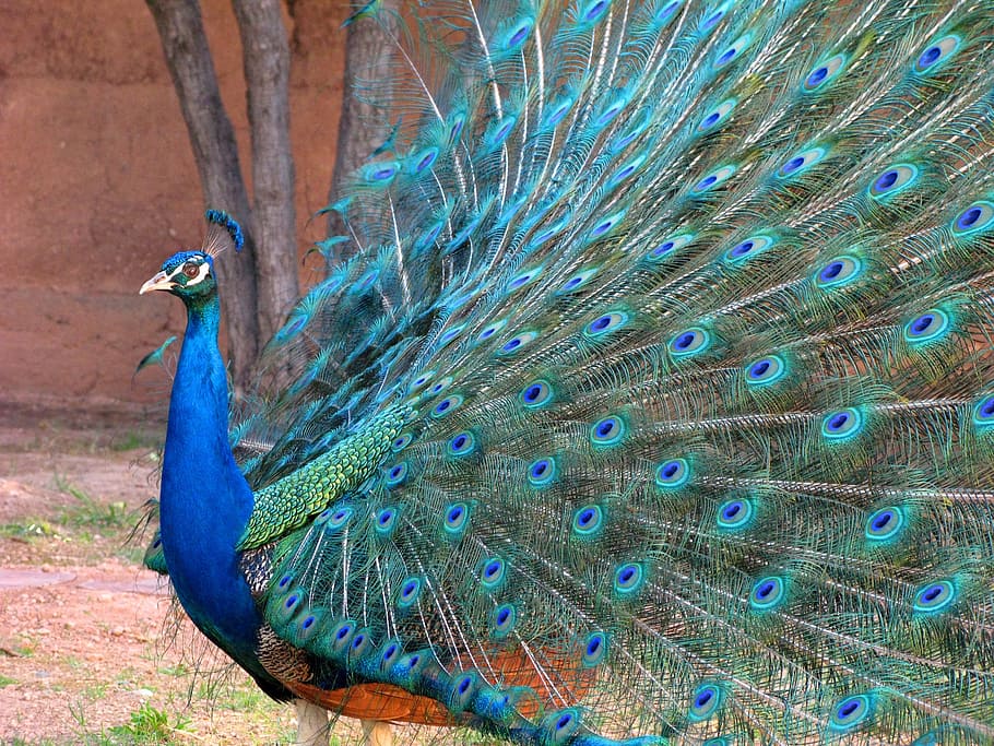 photo of blue and green peacock, wheel, colors, nature, animal themes HD wallpaper