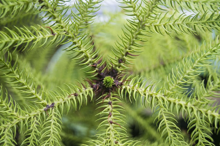 araucaria, needle, close, macro, green, houseplant, fir-like HD wallpaper