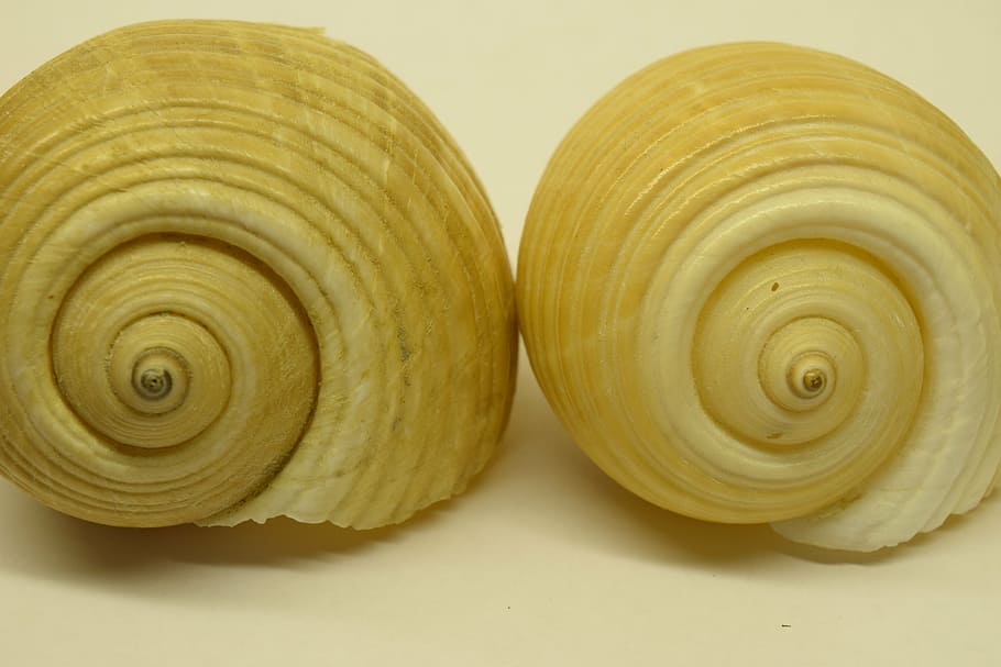 mussels, close, snail shells, spiral, infinite, close-up, indoors HD wallpaper