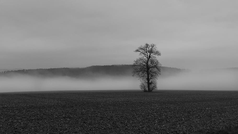 Fog, Colourless, Tree, Landscape, Nature, autumn, mood, clouds HD wallpaper