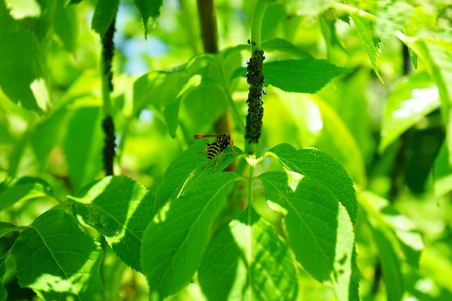 Black Elder, Aphids, Wasp, Lice, black elder aphids, pests HD wallpaper