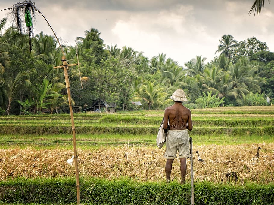 bali, bauer, ducks, landscape, move, man, plant, rear view HD wallpaper