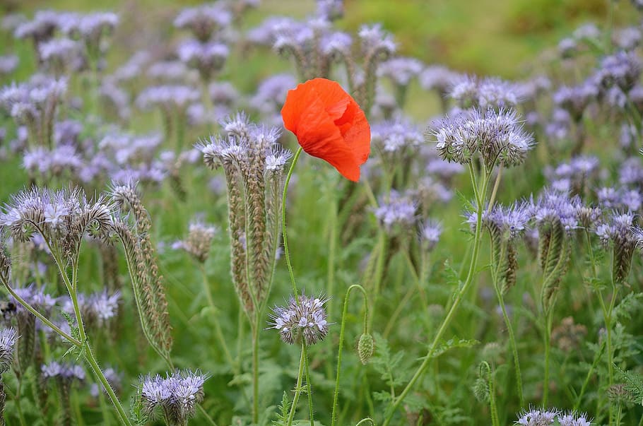 selective focus of red petaled flower with purple flowers, nature HD wallpaper