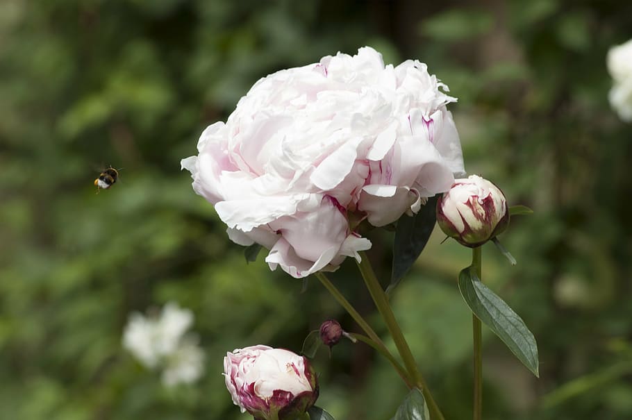 peony, bee, flower, flowering plant, beauty in nature, freshness HD wallpaper