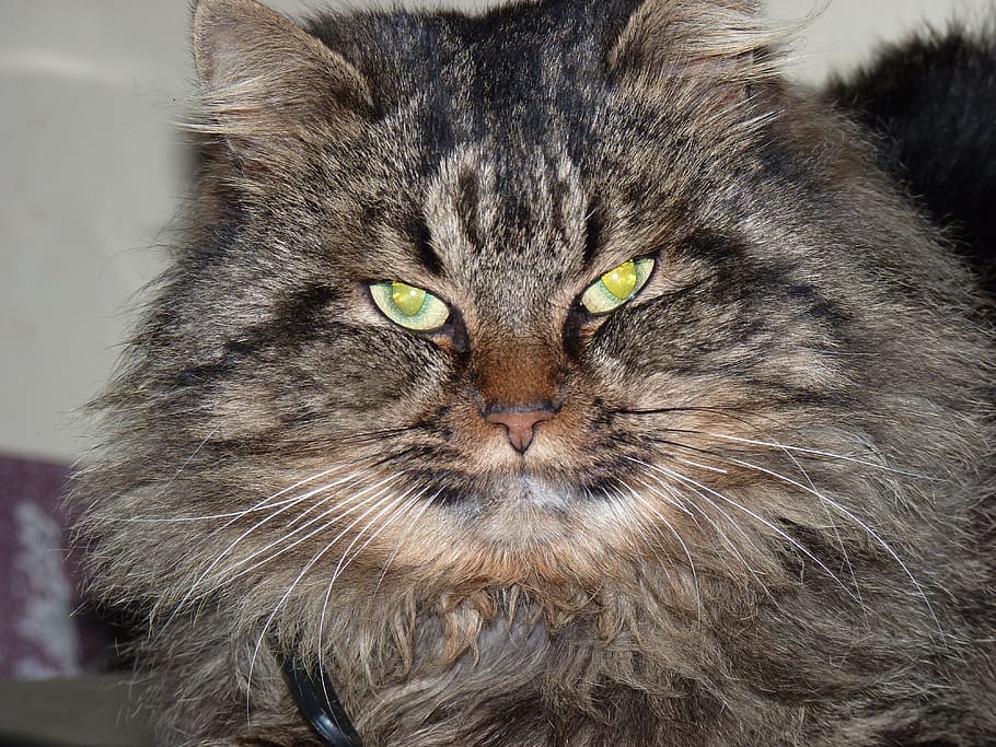 cat, animals, cat face, cat eyes, long-haired cat, wildcat HD wallpaper