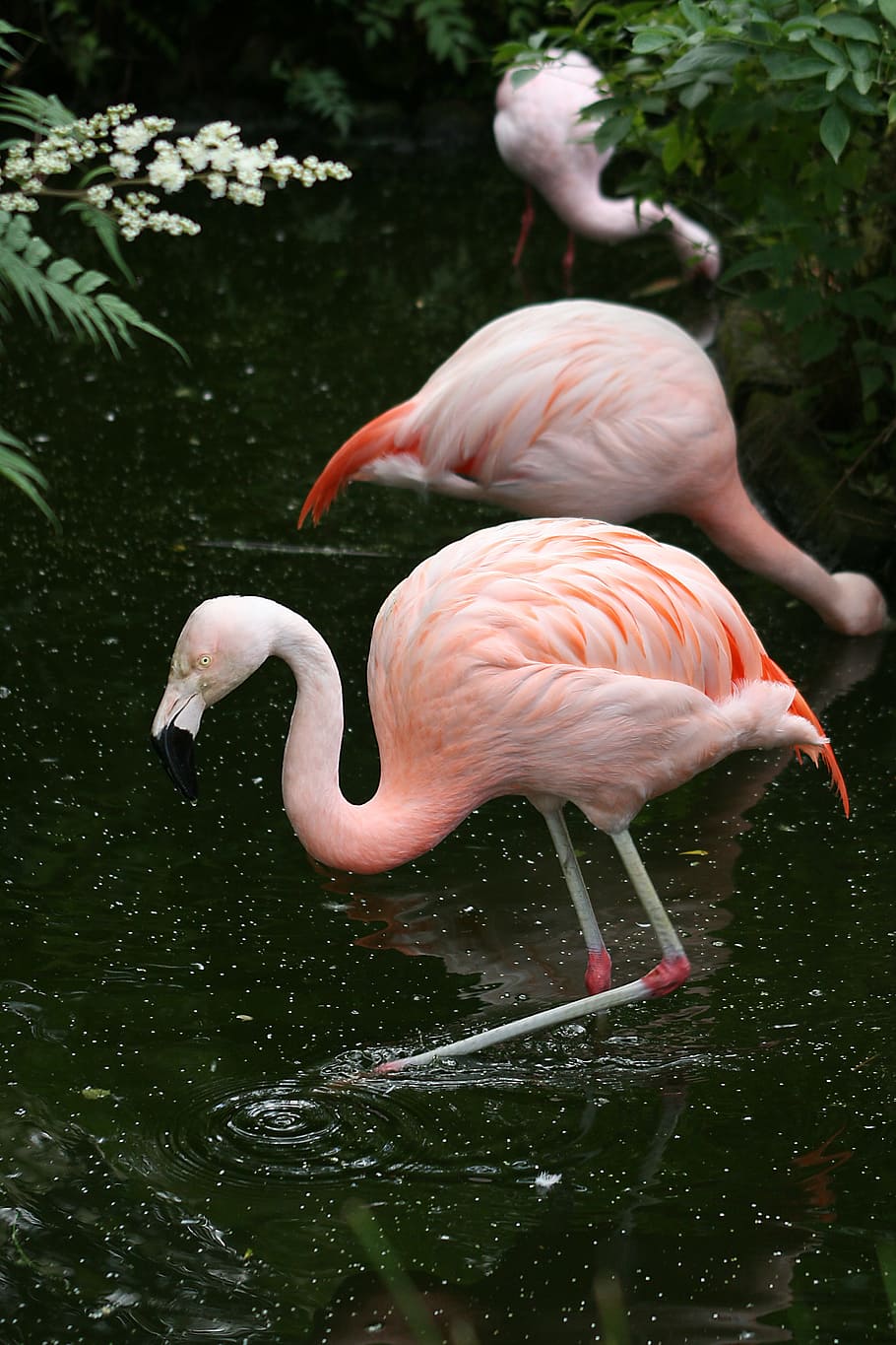 Flamingo, Birds, Natural, animals in the wild, animal themes HD wallpaper