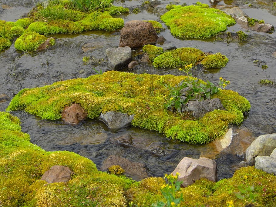 Meadow, Brook, Paradise, Mount, Rainier, famous, water, green, HD wallpaper