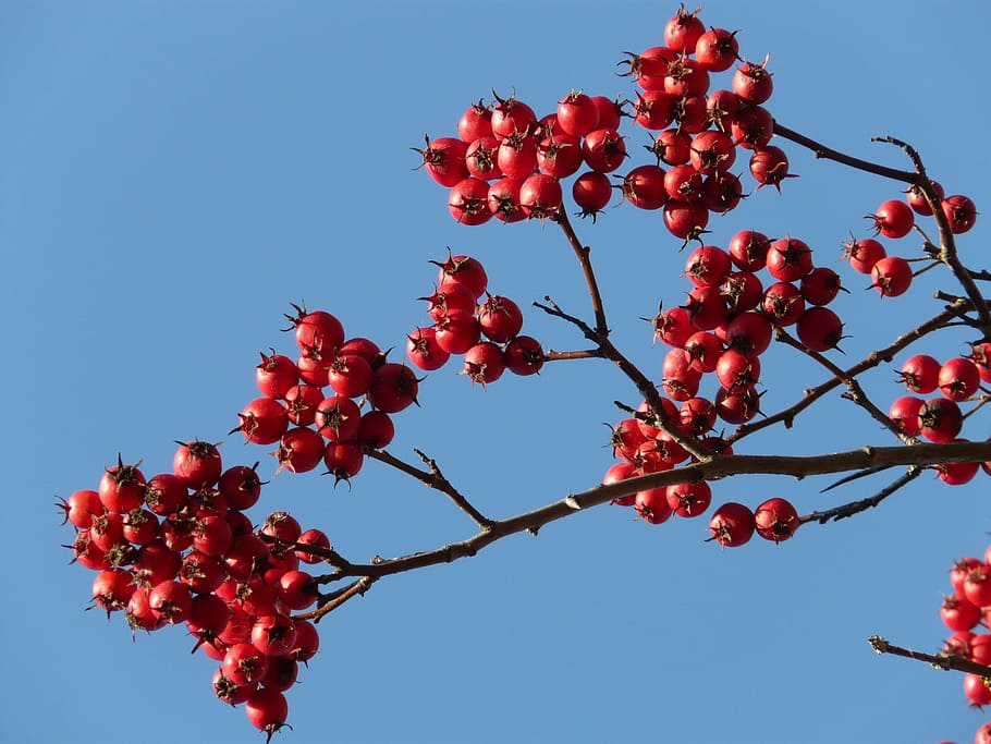 Berries, Fruits, Red, Tree, berry red, leather leaf weißdorn HD wallpaper