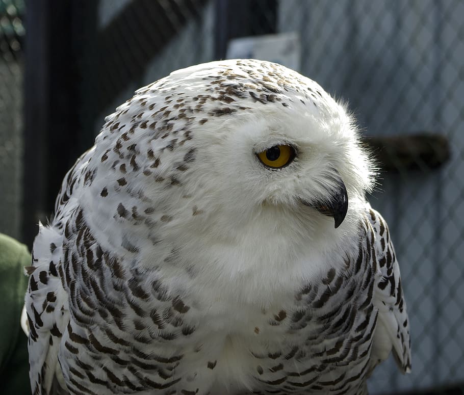 owl, bird, raptor, animal themes, one animal, vertebrate, animal wildlife HD wallpaper
