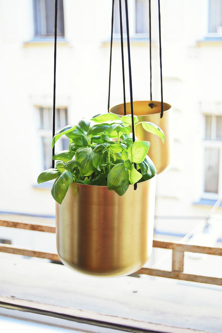 green leafed plant on hanging pot near window, brass, flowerpot