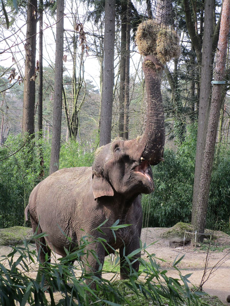 Elephant, Eats, Zoo, Dumbo, Animal World, large, imposing, africa HD wallpaper