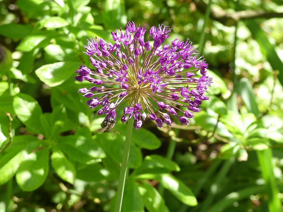 spring flower, purple, violet, close, flowering plant, fragility HD wallpaper