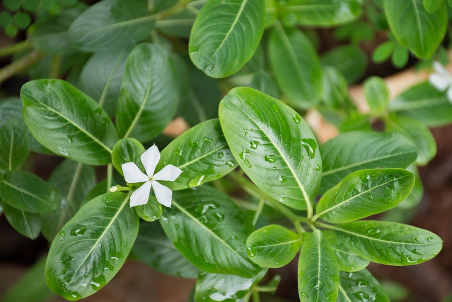 leaf, plant, nature, freshness, approach, garden, flower, summer HD wallpaper