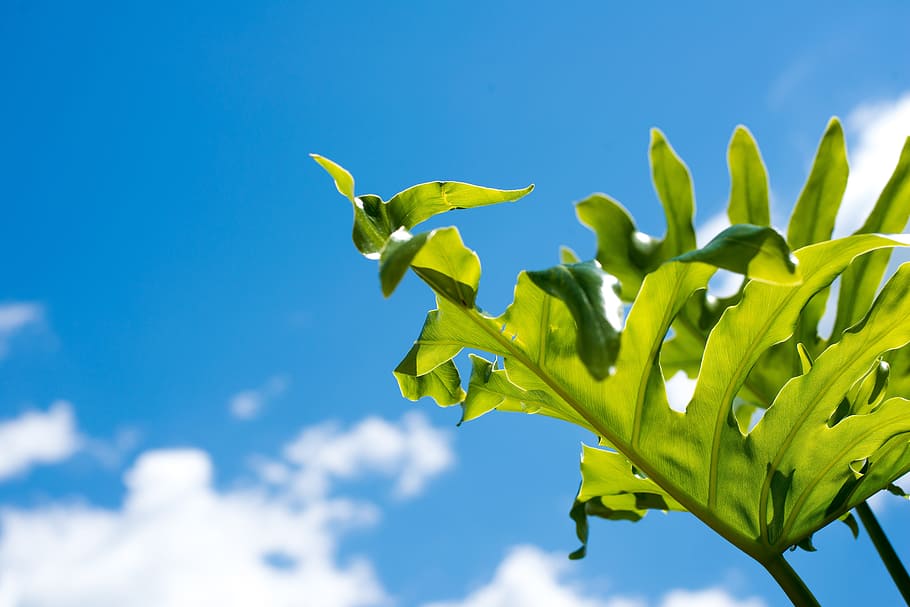 selective focus photo of green leaf, abstract background, sky HD wallpaper