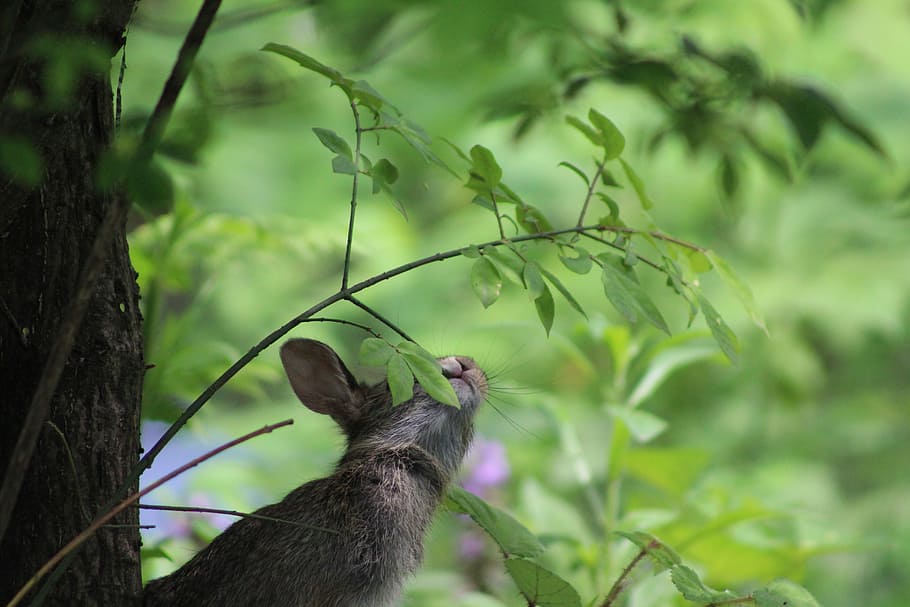 selective focus photography gray animal near tree, green, trees HD wallpaper