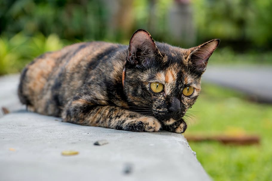 cat, for him, domestic Cat, pets, animal, cute, outdoors, domestic Animals HD wallpaper