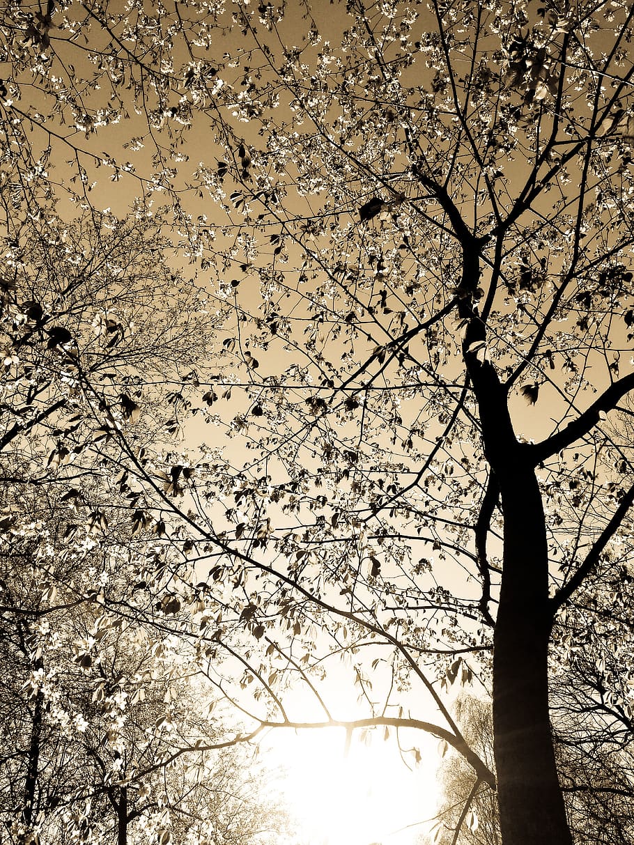 tree, sun, cherry, flowering, monochrome, nature, desktop, wood HD wallpaper