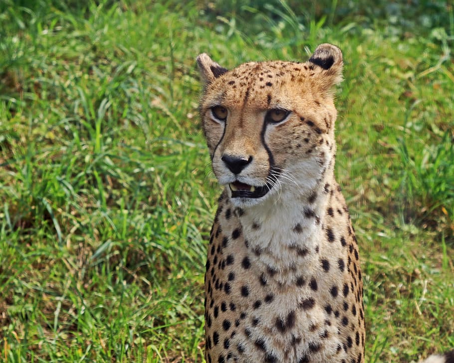 Leopard, Predator, Big Cat, Cat, Cat, Wildcat, stains, zoo HD wallpaper
