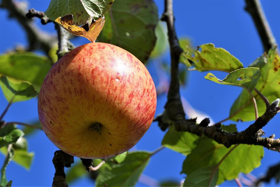 apple, garden, tree, branch, fruit, sky, blue, red, yellow HD wallpaper