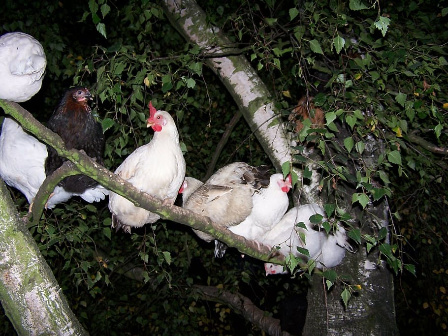 tree chicken, sleep, animal, animal themes, bird, vertebrate HD wallpaper
