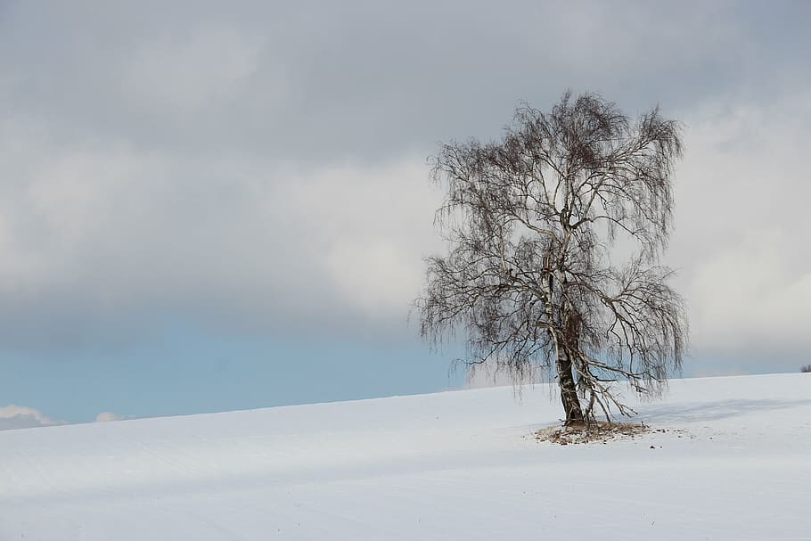 brown bare tree on white snowfield, winter, landscape, birch HD wallpaper